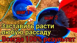Если рассада совсем не растёт. ЭТИ ЧЕТЫРЕ УДОБРЕНИЕ ЛУЧШЕ ЧЕМ ЧЕТЫРЕ ТОННЫ НАВОЗА. 📌Четыре способа📌