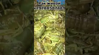 Раки живые и вкусно приготовленные!!!