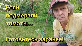 Если подмерзли томаты? Что спасло.