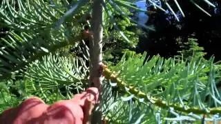 (149)  Unknown Disease on White Fir