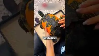 Saved a turtle from an infection! 🐢🙏🏻