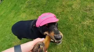 Cali the Rescue Dog: Fun in the Sun