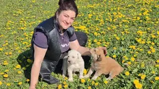 Голуби собаки в одном дворе.