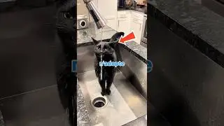 Black cats are truly a different breed 