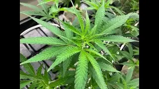 Cannabis moving from Vegetative to Flower Timelapse