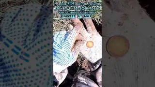 Золотой блеск из земли 