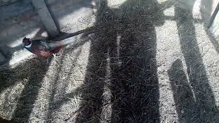 Яйцо охотничьего фазана