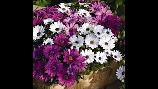 How to pinch osteospermum for good growth.