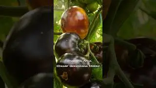 Уникальный сорт томата! Гондвана Луна.