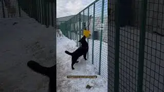 Ночка замышляет что-то коварное 💛 щенок ищет дом