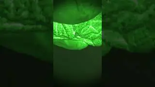 Ez