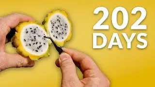 Dragon fruit cactus time-lapse