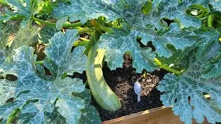 Урожай кабачков в конце июня.
