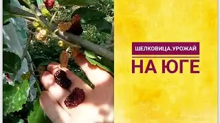 ШЕЛКОВИЦА/ТУТОВНИК.Урожай небывалый!  
