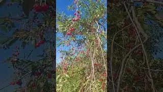 nif kirazlar #nif #fethiye #Muğla