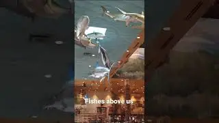 Fishes swimming above us 