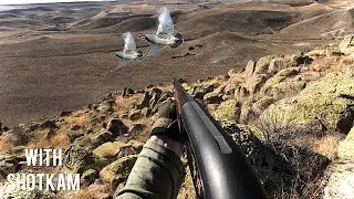 KINALI KEKLİK AVI ÇOK NET GÖRÜNTÜLER | PARTRIDGE HUNTING WITH SHOTKAM | Охота на куропатку с Шоткамо