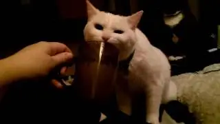 Кот и жажда кефира