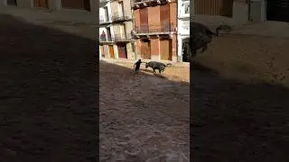 #Eltoro
