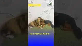 Не СоБаЧьи ЛаСки  #прикол  #before
