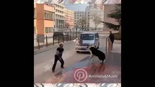 Funny and Cute  Dog Videos Compilation