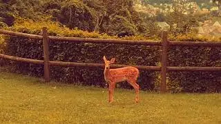 Frolicking Doe and Fawns