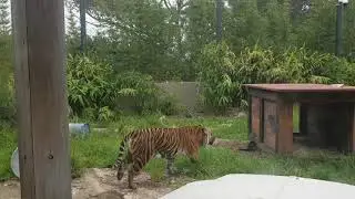 Tiger in Taronga Zoo