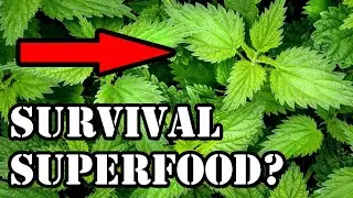 Nettles = Survival Food? | Bushcraft Bullsh*t (Ep 3)