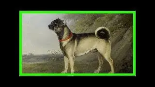 Los pugs son el reflejo de la crueldad y egoísmo humano