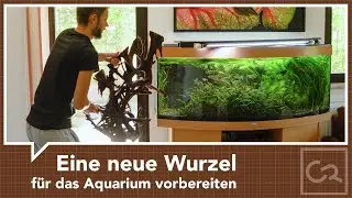 Eine neue Wurzel für das Aquarium vorbereiten