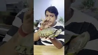 BUYING A BABY TURTLE? HOW TO KEEP TURTLE || TURTLE CARE TIPS 