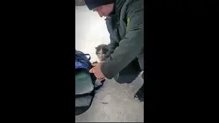 котик Минька
