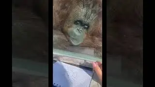 Orangutan Enjoys Art