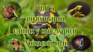 Топ 5 диких тварин, єдиних у своєму роді  Унікальні види