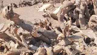 المغرب والصبار وبدون تعليق