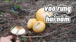 [DailyMoment] #13 Vào rừng hái nấm |Home