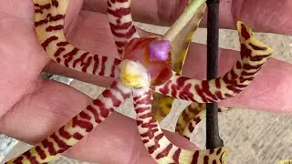 Como molhar orquídea e que você faz
