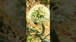 Село летом