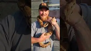 Snake With Stranger