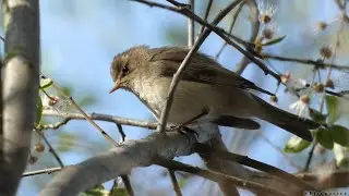 Pierwiosnek zwyczajny / Common chiffchaff (Phylloscopus collybita)