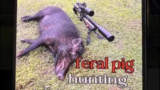ELIMINATING FERAL PIG WITH AIR RIFFLE
