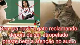 garota que atropelou o gato, audio com gato reclamando