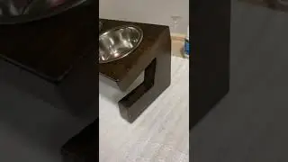 Приятного аппетита, шерстяной друг🐕