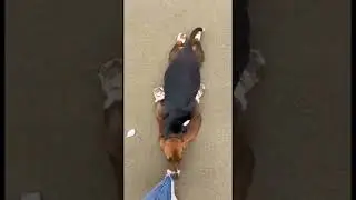 Когда на гулялся и самому идти ну очень не хочется 😂