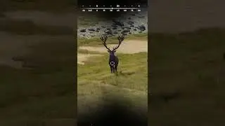 Red deer (New Zealand) 4 & 3 STAR with BOW