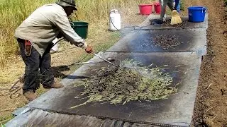 The Art of Making Freekeh: A Traditional Green Wheat Delicacy