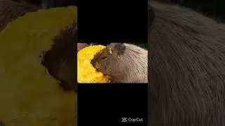 Ка-пи-бара ест тыкву:) 