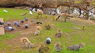 Новый фильм 👍  Для котят и собак