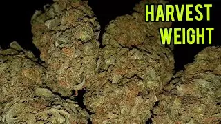 HARVEST WEIGHT FASTBUDS BUBBLE GUM AUTOFLOWERS, MARS HYDRO FC-3000 LED GROW LIGHT