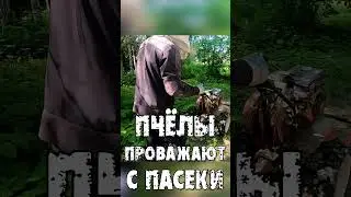 КОСИМ ТРАВУ НА ПАСЕКЕ МОТОБЛОКОМ